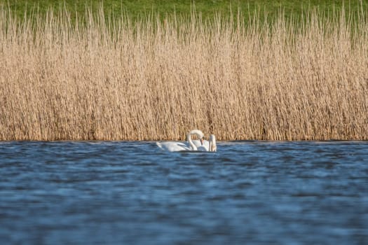 Mute swans on a pond