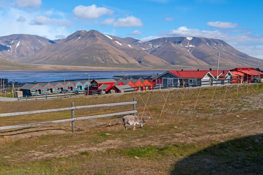 Reindeer Feeding in the Town in Longyearbyen, Norway in the Svalbard Islands