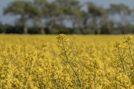 Rape field in Schleswig Holstein