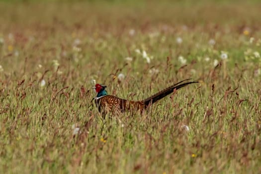 Pheasant in a wildflower meadow