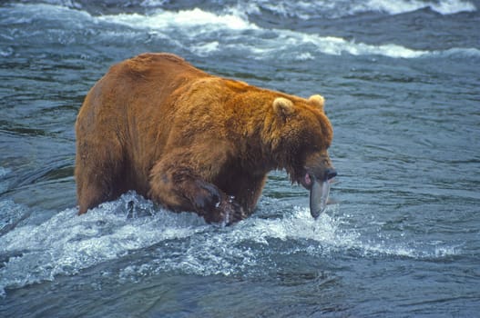 Large Brown Bear With a Salmon in the Brooks River in Katmai National Park in Alaska