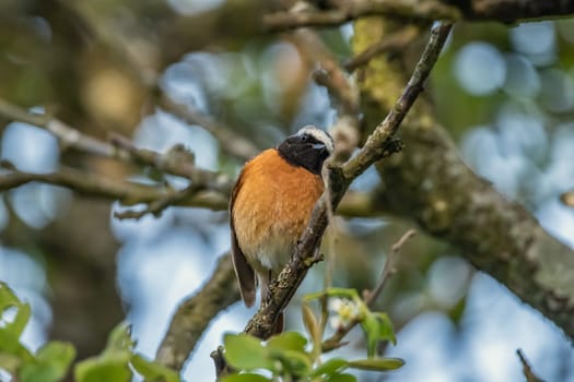 Garden Redstart in the home garden