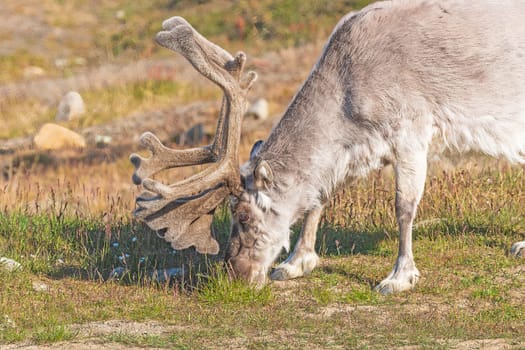 Reindeer Feeding on The Grasses in Longyearbyen, Norway