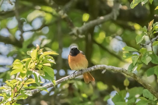 Garden Redstart in the home garden