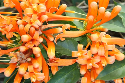 Flame vine found in tropical countries and in Florida