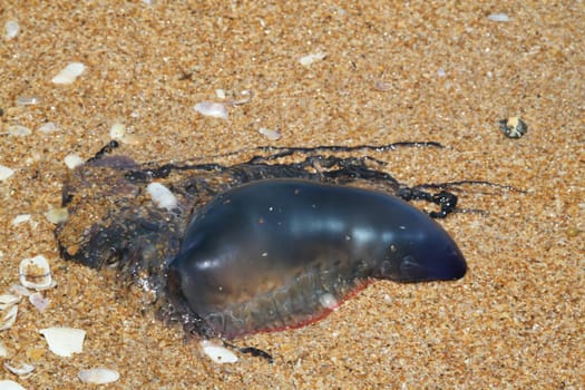 Poisonous tentacles beside dangerous bluebottle Portuguese man o' war jellyfish animal on sand beach