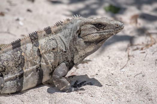 Mexican Iguana resting on a rock in Tulum, Mexico