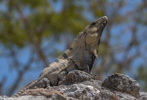 Mexican Iguana resting on a rock in Tulum, Mexico