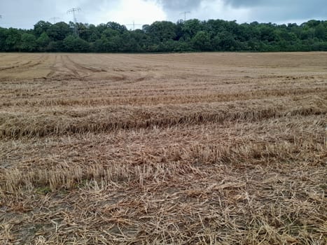 Mowed grain field of barley