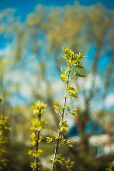 Young Spring Green Leaf Leaves Growing In Branches Of Forest Bush Plant Tree. Young Leaf In Sunlight On Boke Bokeh Natural Blur