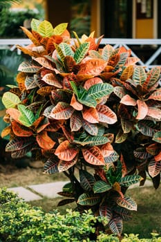 Colorful Crotons - Codiaeum - Bushes Growing Along Walkway, Way Park Garden.