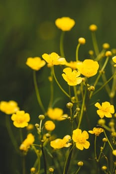 Green Spring Forest. Plant Ranunculus Acris With Yellow Flowers On Background Tall Trees.