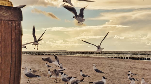 Beach chair in the sand by the sea. The sound of waves and seagulls in a beautiful light mood. Recharge your batteries with a view of the Baltic Sea