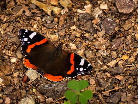 Admiral butterfly on the forest floor. Rare insect with bright colors. Relaxing while sunbathing. Macro animal photo