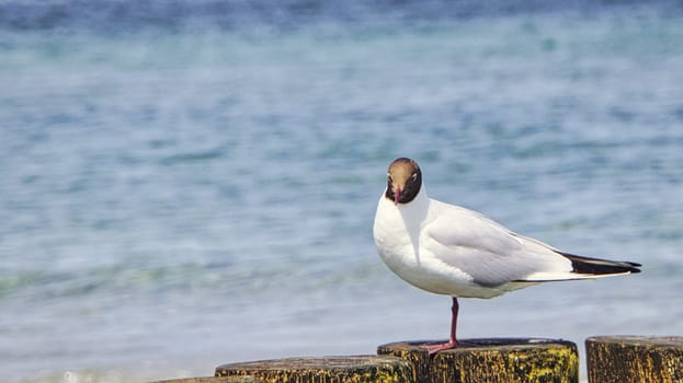 Seagull on the beach. Birds of the sea. These animals belong to the water like the waves belong to the sea