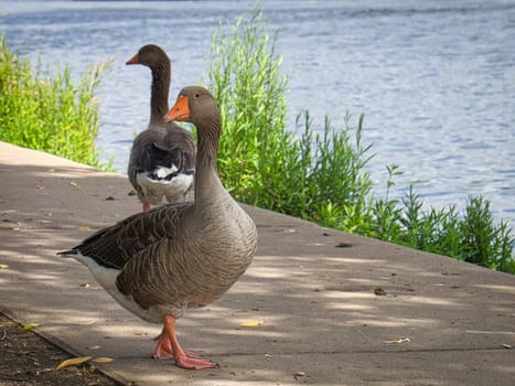 Wild geese on the river during a walk. Rest of the birds to take food and rest. Animal photo in the landscape