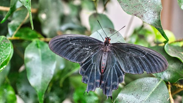 colorful butterfly on a leaf, flower. elegant and delicate. detailed pattern of wings. Cropped insect in closeup