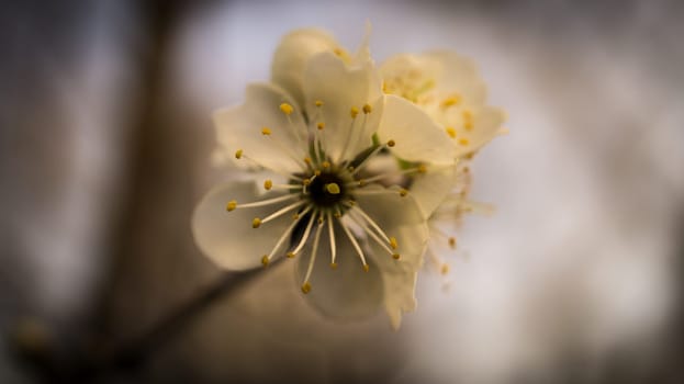 cherry blossoms on the branches of a cherry tree. dreamy, delicate petals that bloom in spring