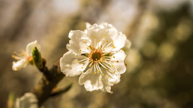 cherry blossoms on the branches of a cherry tree. dreamy, delicate petals that bloom in spring