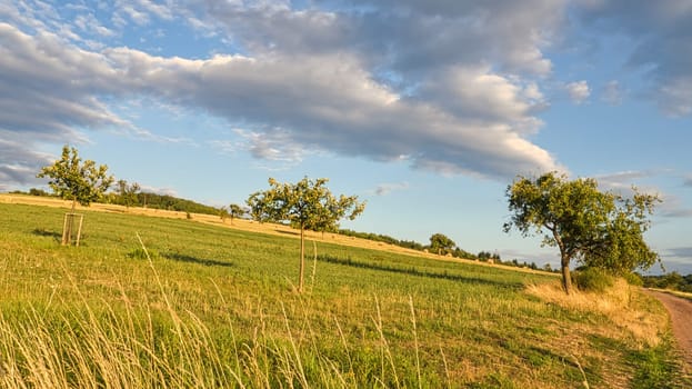 Apple trees in a meadow in front of a field on which straw bales. Landscape photo from Saarland. Harvest time in agriculture