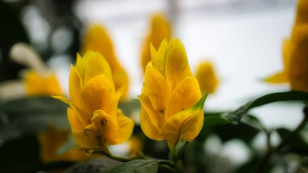 Close up of yellow blossom of beautiful flower. detailed single shot. Colorful and unique as nature is