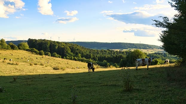 A sunny day in Saarland with a view over meadows into the valley. Some sunny clouds in the sky and cows grazing. A moment to linger, rest and enjoy