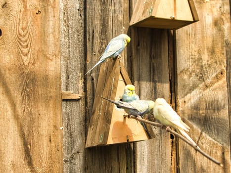 Budgies in decorative environment playing, eating and cuddling. Parakeets in powerful colors. the small birds are very affectionate and curious.