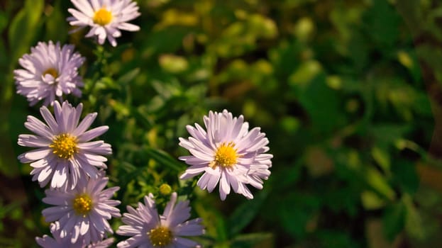 Daisy field with much bokeh on a meadow. Many flowers in ground view . Delicate colors in nature