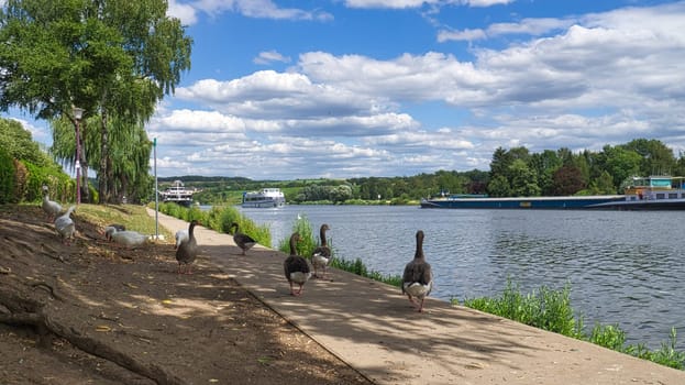 Wild geese on the river during a walk. Rest of the birds to take food and rest. Animal photo in the landscape