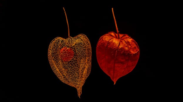 Opposites in the form of physalis . Opposites attract, old and young. detail close up