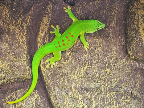 the emerald green geko is and beautiful tepid predator. It hunts insects. It is also kept in terrariums that must have a tropical climate.
