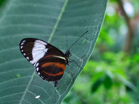 colorful butterfly on a leaf, flower. elegant and delicate. detailed pattern of wings
