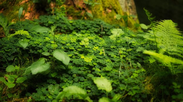 Clover field in the forest on a tree. Clover is the lucky charm that you can discover while walking in the forest. walk in nature