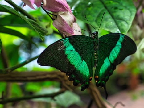 colorful butterfly on a leaf, flower. elegant and delicate. detailed pattern of wings
