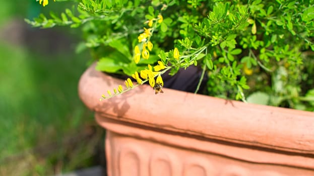 yellow broom flower on broom bush in flower pot. Close up of a plant. Flower from the garden. Nature shot