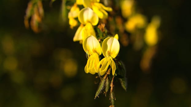 yellow broom flower on broom bush. Close up of a plant. Flower from the garden. Nature shot