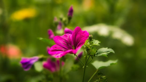 Red flower with beautiful petals individually depicted on a flower meadow. The flower in meadow bokeh