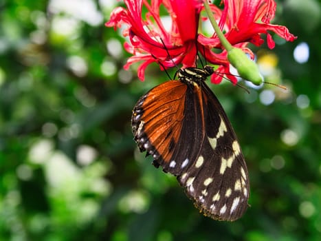 colorful butterfly on a leaf, flower. elegant and delicate. detailed pattern of wings