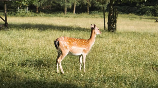 Deer on a meadow while grazing. the deer cow eats relaxed from the grass. Animal shot in nature