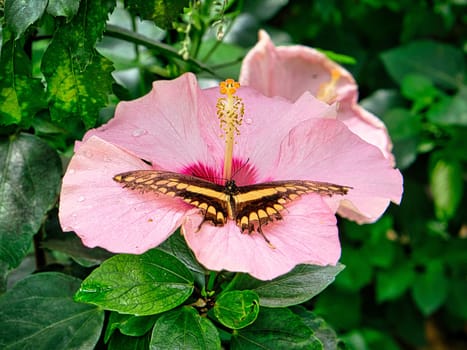 colorful butterfly on a leaf, flower. elegant and delicate. colorful, fragile, and dreamlike beauty