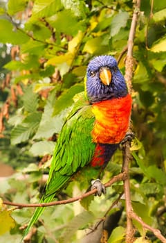 Lorikeet also called Lori for short, are parrot-like birds in colorful plumage. They are very curious and beautiful to look at