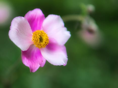 close up of a blossom of a beautiful flower. detailed single shot. Colorful and unique as nature is