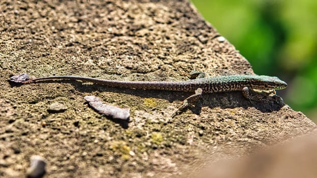 a lizard takes a sunbath on a stone. the shy brown bagen animals are very nimble but also curious