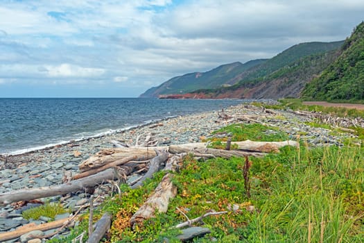 Plants and Driftwood on a Quiet Coast in Cape Breton Highlands National Park in Nova Scotia