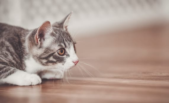 Little striped kitten hunting in the apartment. Domestic animal indoors.