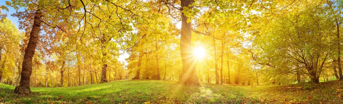 Panoramic view of the trees in autumnal park in the morning. Natural forest in autumn.