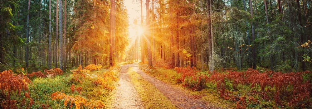 Sunrise in the morning in natural autumnal forest. Panoramica beautiful background.