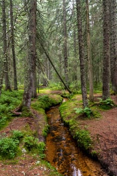 Dark bog forest with reflections in the dark water, ferns and grass