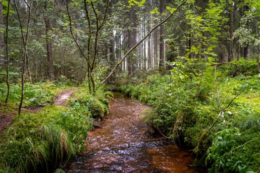 Dark bog forest with reflections in the dark water, ferns and grass