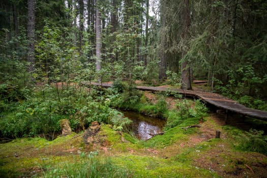 Dark bog forest with reflections in the dark water, ferns and grass